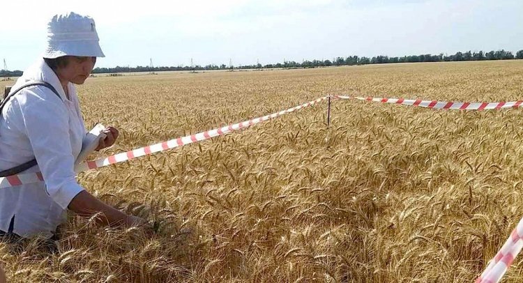    Специалисты провели апробацию семенных посевов в Херсонской области