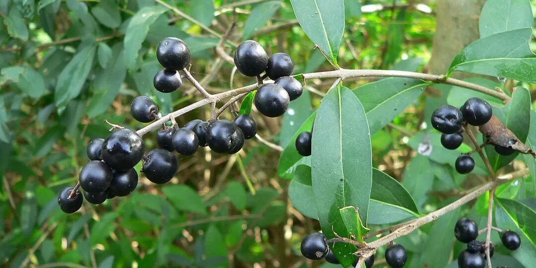 Опасные ягоды