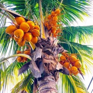 Иллюстрация из свободных источников.