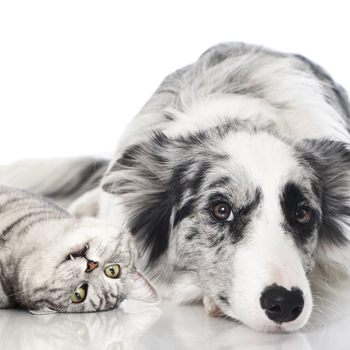 Больше интересного в нашем Telegram-канале! https://t.me/grand_prix_pet_food