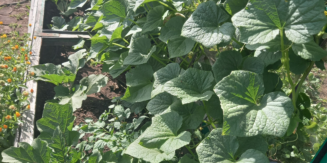 Маленькие огурчики желтеют на кустах - ситуацию можно легко исправить