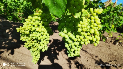 Нормировка винограда гроздями, как помочь винограду с опылением и другие секреты виноградарей