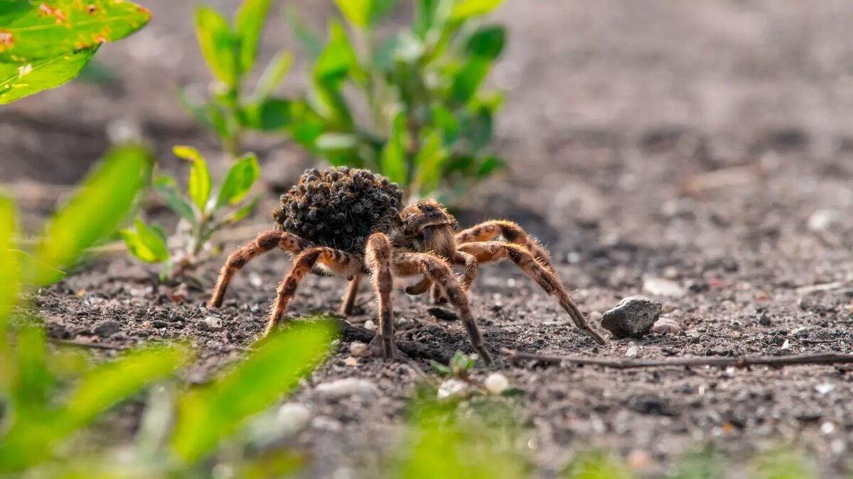     Автор: Попов Евгений/CC BY-SA 4.0 Источник: Собственная работа