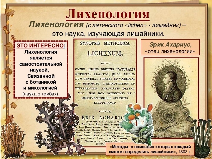 Лихенология это наука изучающая. Лихенология 1803. Лишайники презентация. Лихенология наука о лишайниках. Лихенология это наука изучающая.