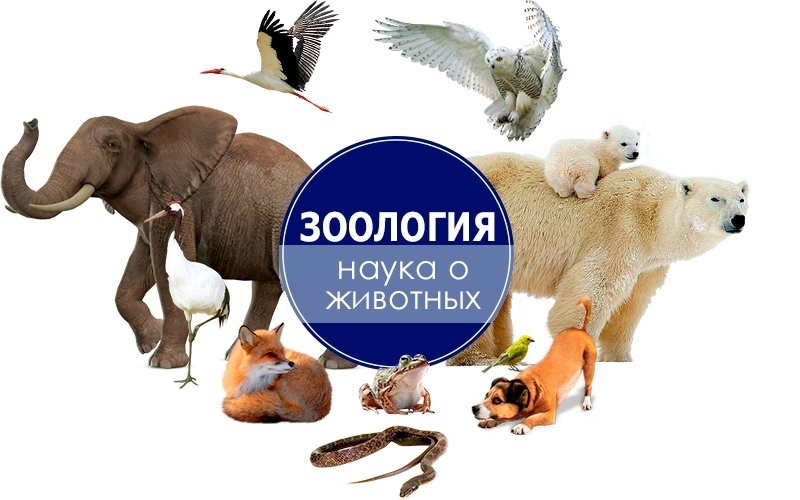 Добавьте описание