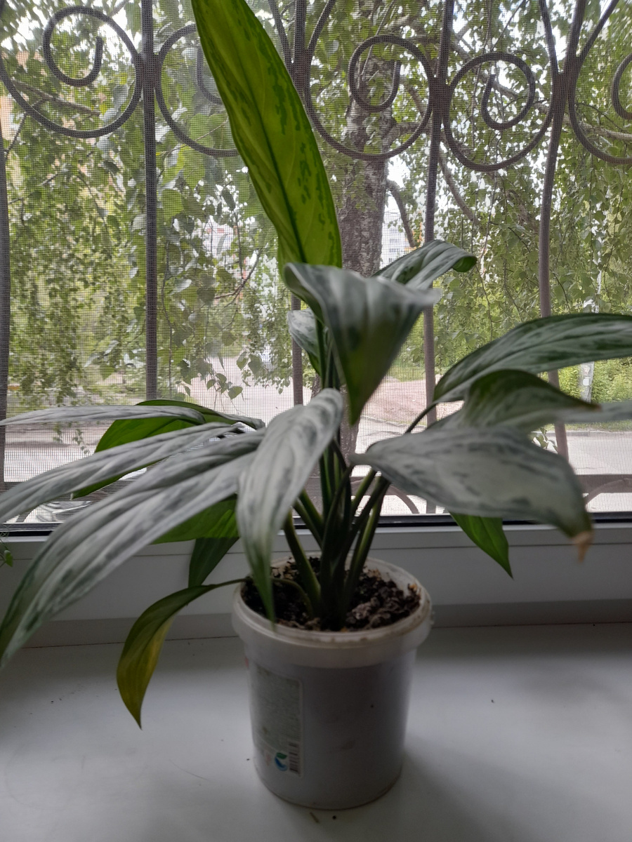 Продала за 200, 250 и 300. Все три девушки оставили хорошие отзывы