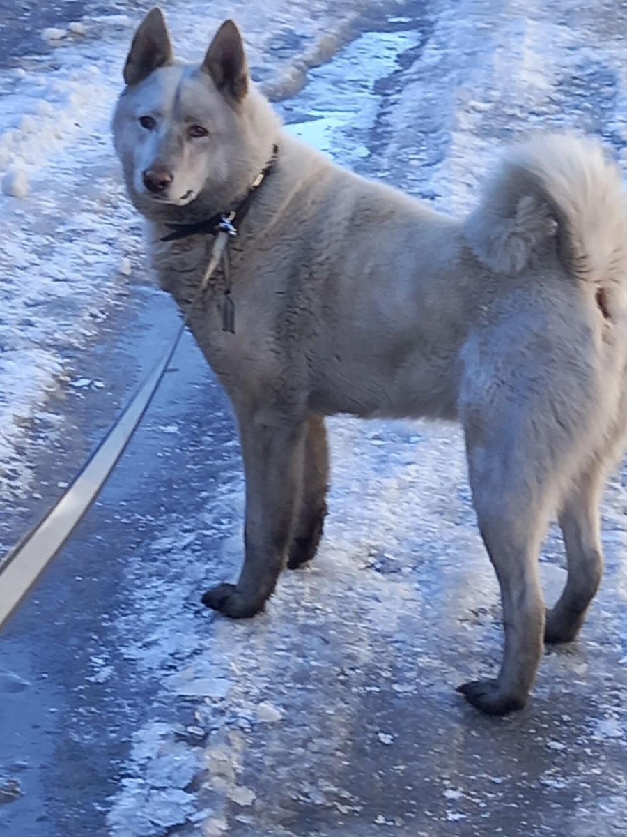 Первое фото этого пса было таким и оно очень запомнилось многим