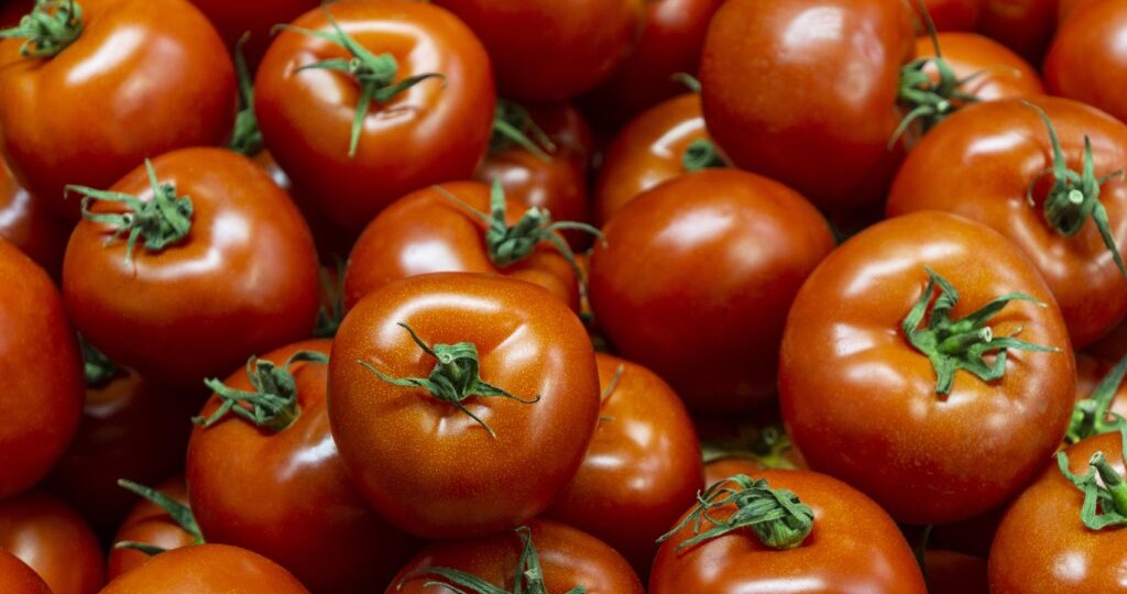 Достигают 1,5 килограмма: садовод Кухарев назвал сорта самых крупноплодных томатов