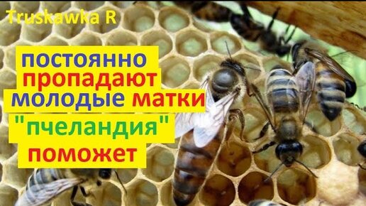Пчёлы не могут облетать маток на пасеке Постоянно теряются Нужно создать отдельную республику в улье
