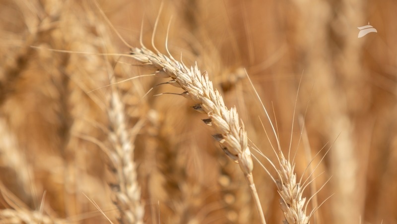      Фото: ИА «Победа26»