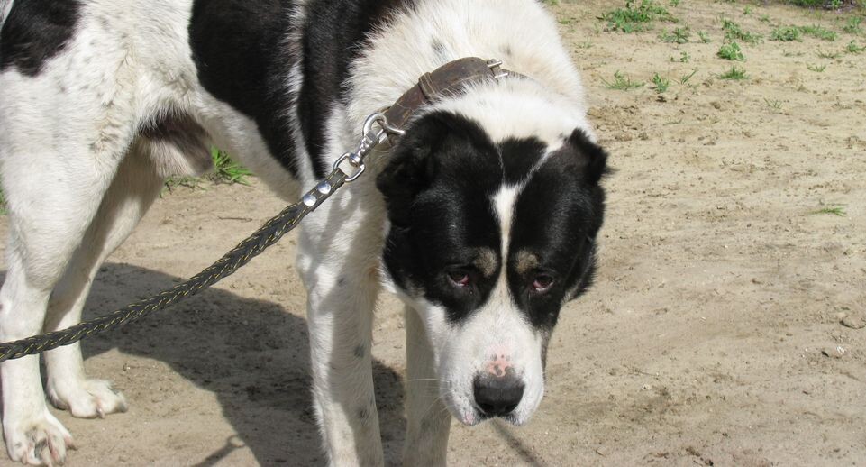    Медиасток.рф