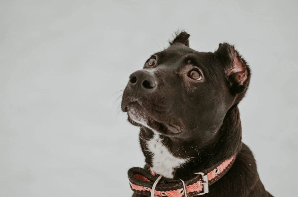 Астарта в приюте 2020-2021 год