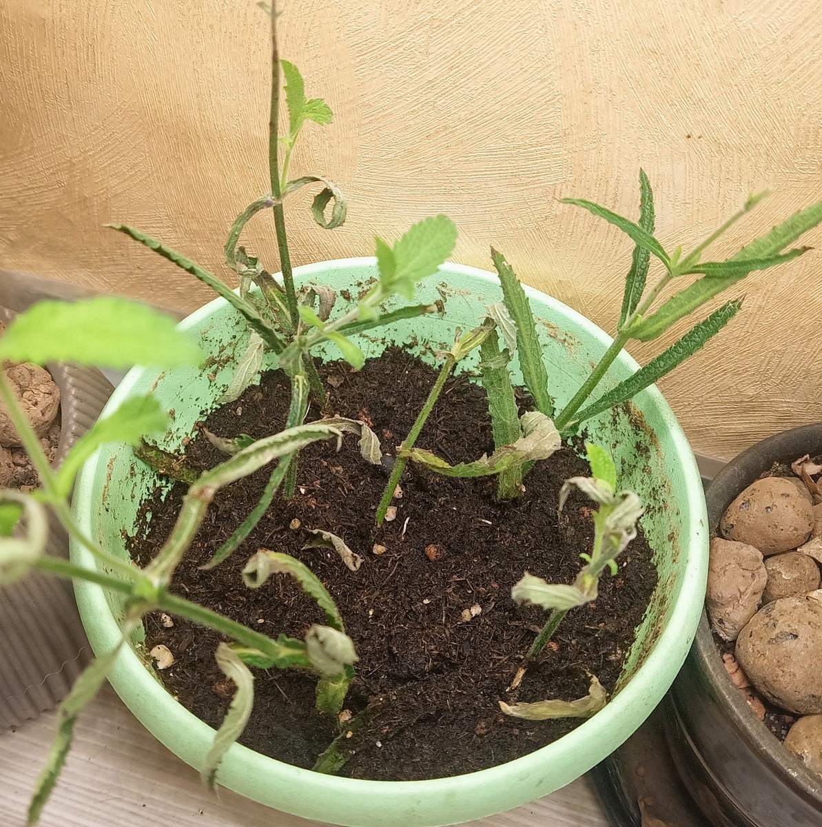 Вот такие страшные черенки