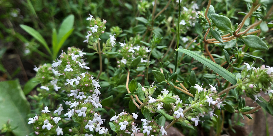 Чабрец / тимьян ползучий. Различается ли и чем? Особенности, которые нужно учитывать при посадке