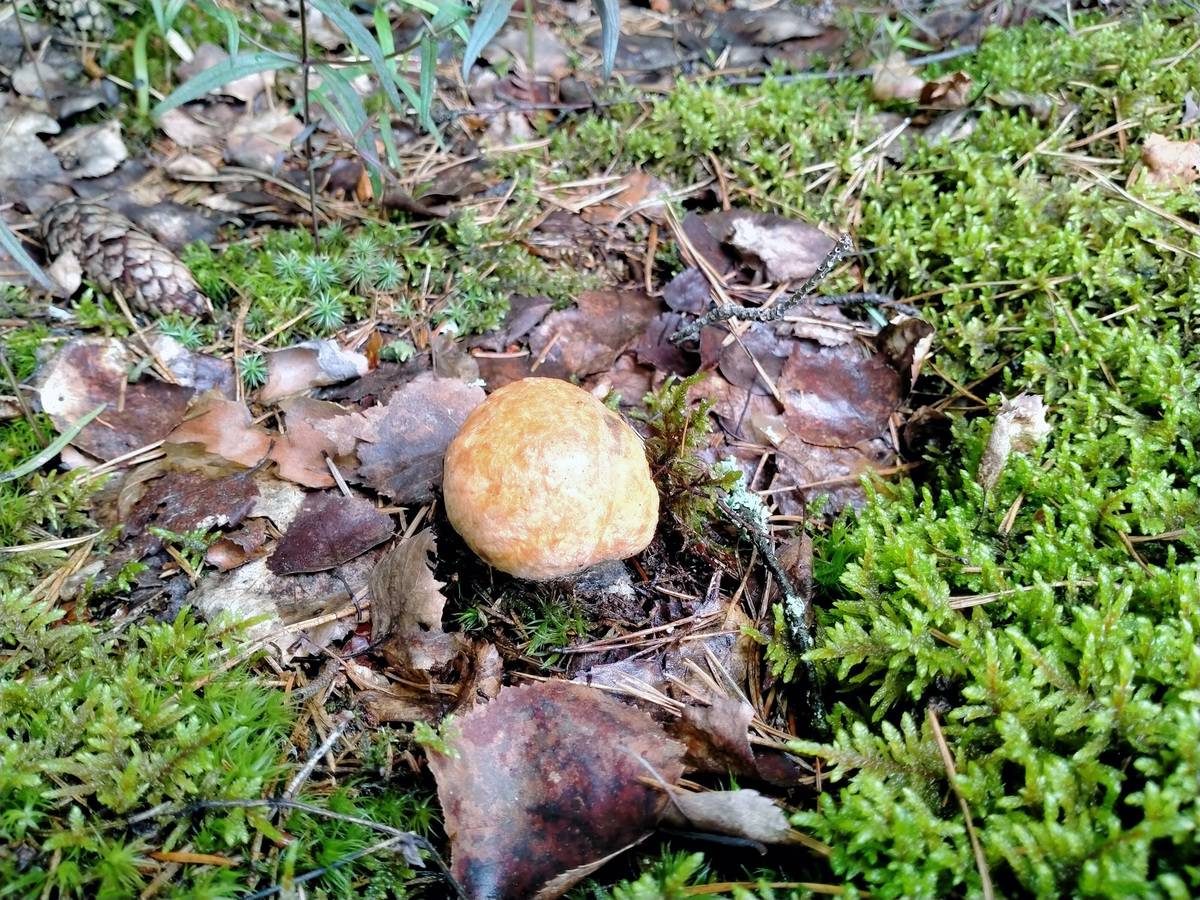 Подосиновик