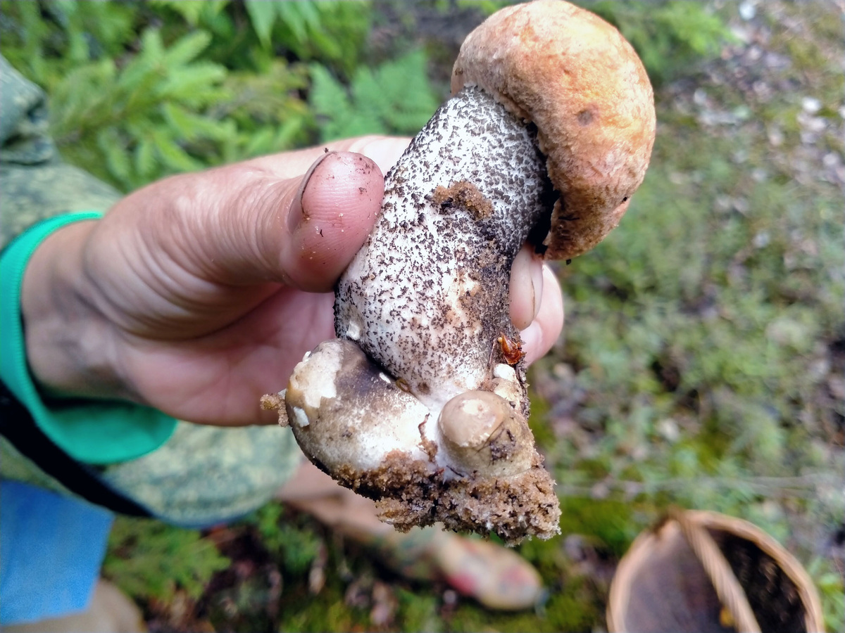 Ещё два подосиновика просто не успели вылезти