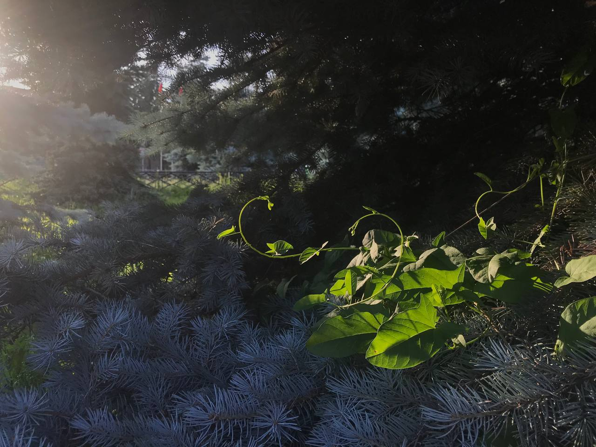 Фото автора. После дождя.