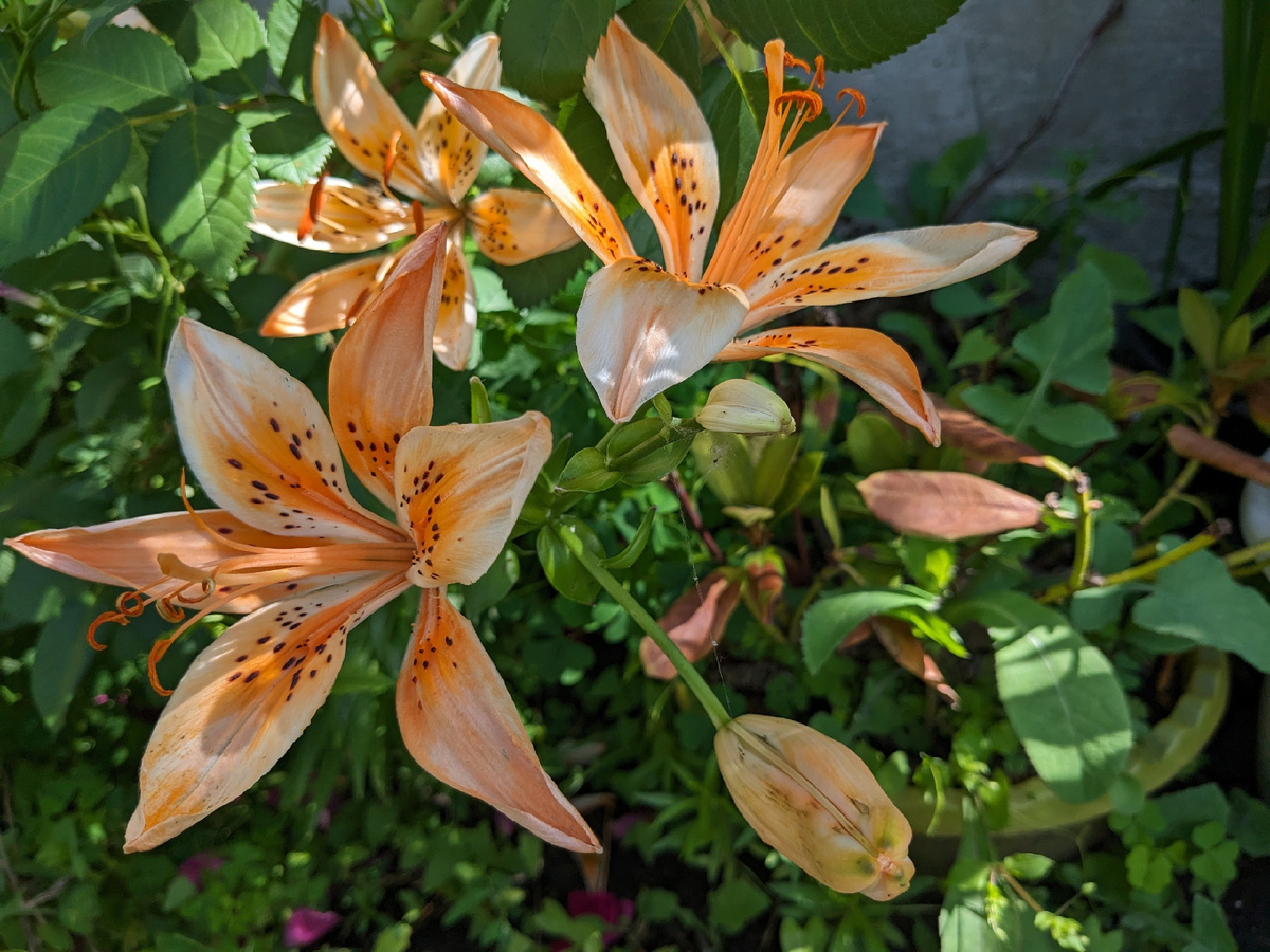 Лилия азиатская, сорт Orange Electric - ненормальный вид