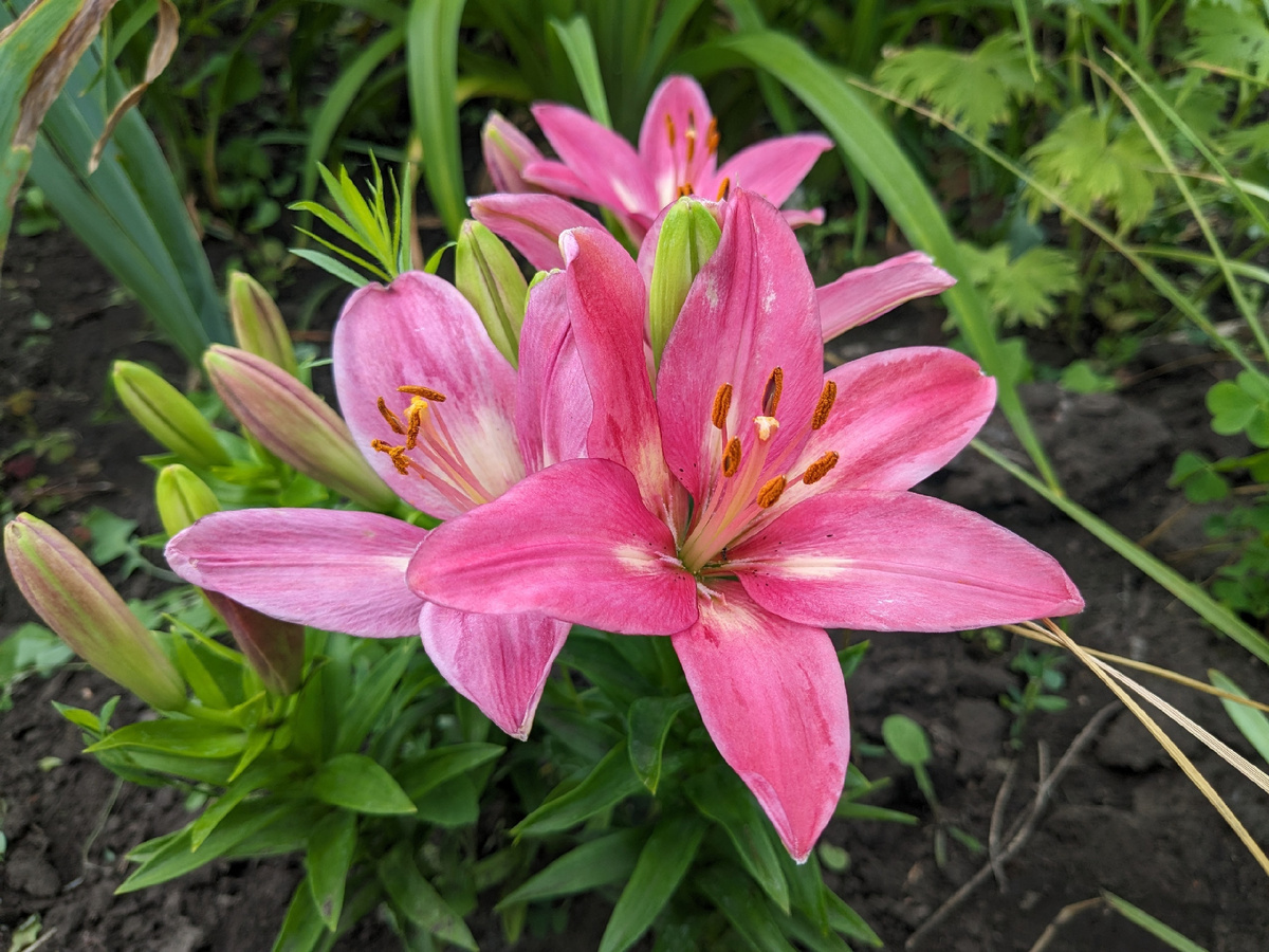 Лилия азиатская, сорт Rosalynn - ненормальный вид