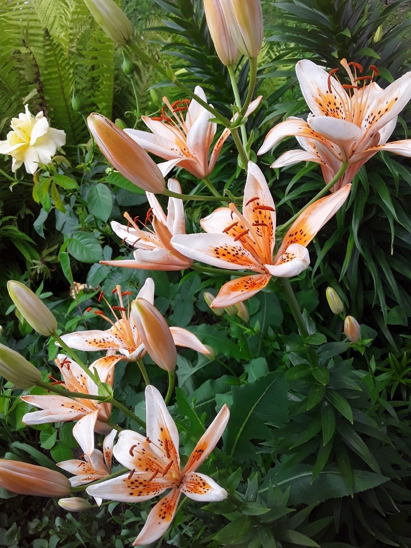 Лилия азиатская, сорт Orange Electric - нормальный вид