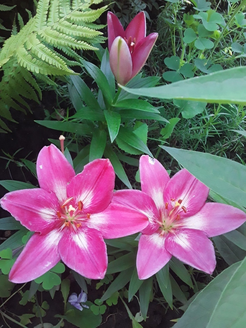 Лилия азиатская, сорт Rosalynn - нормальный вид