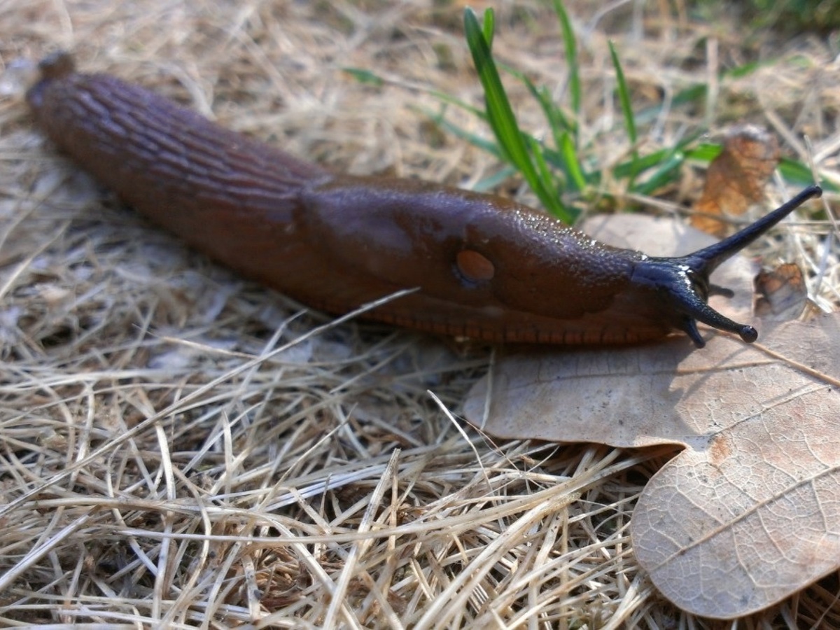 Слизни – злостные вредители. И очень плодовитые – 10 моллюсков за сезон могут наплодить до 5 000 себе подобных. Фото: permapotes.com