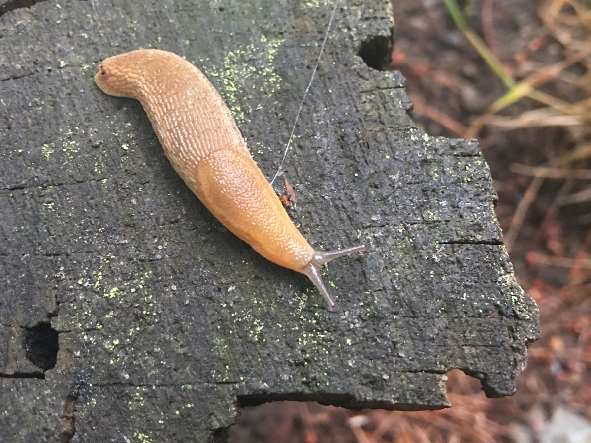 Днем слизни любят прятаться под досками, камнями, корягами и опавшими листьями, где прохладно и влажно. Фото: commons.m.wikimedia.org