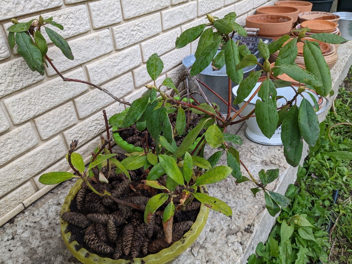Последний шанс для рододендронов
