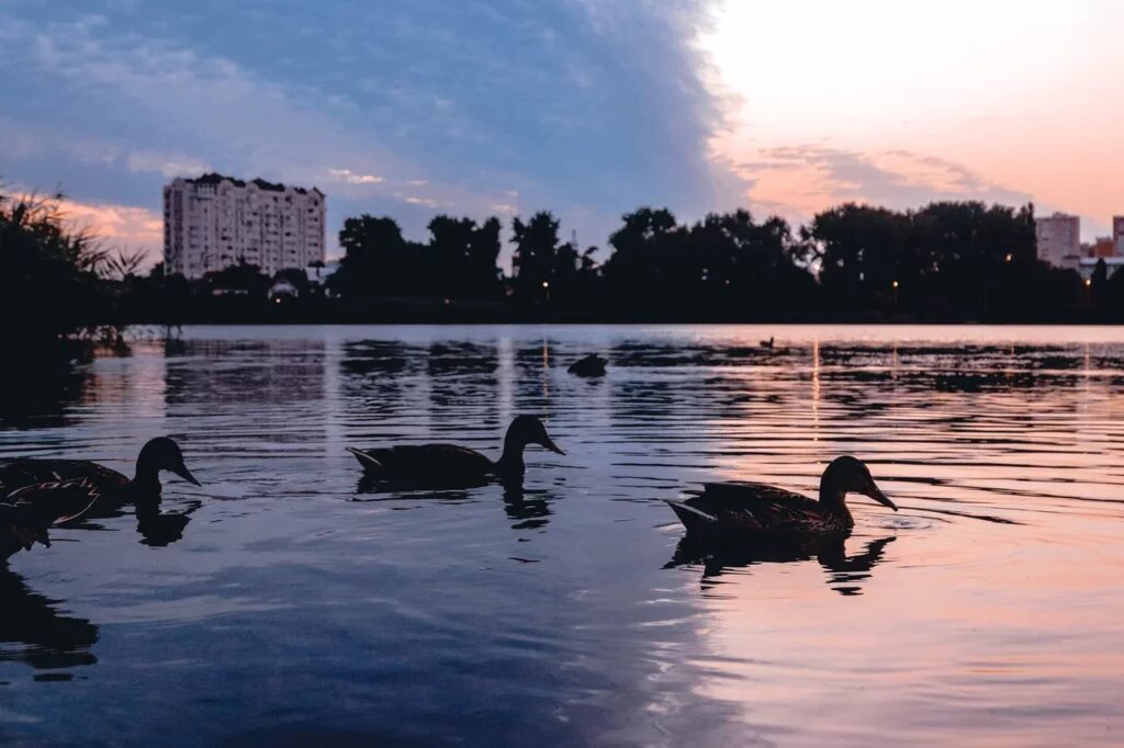    Фото: Варвара Вострокнутова