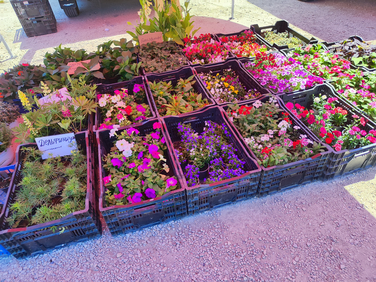 мои лотки не цветут, поэтому и такая цена