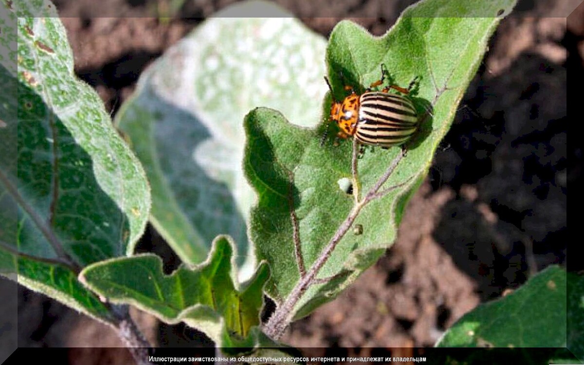 https://vk.com/photo-159774511_457265992. Колорадский жук на баклажанах