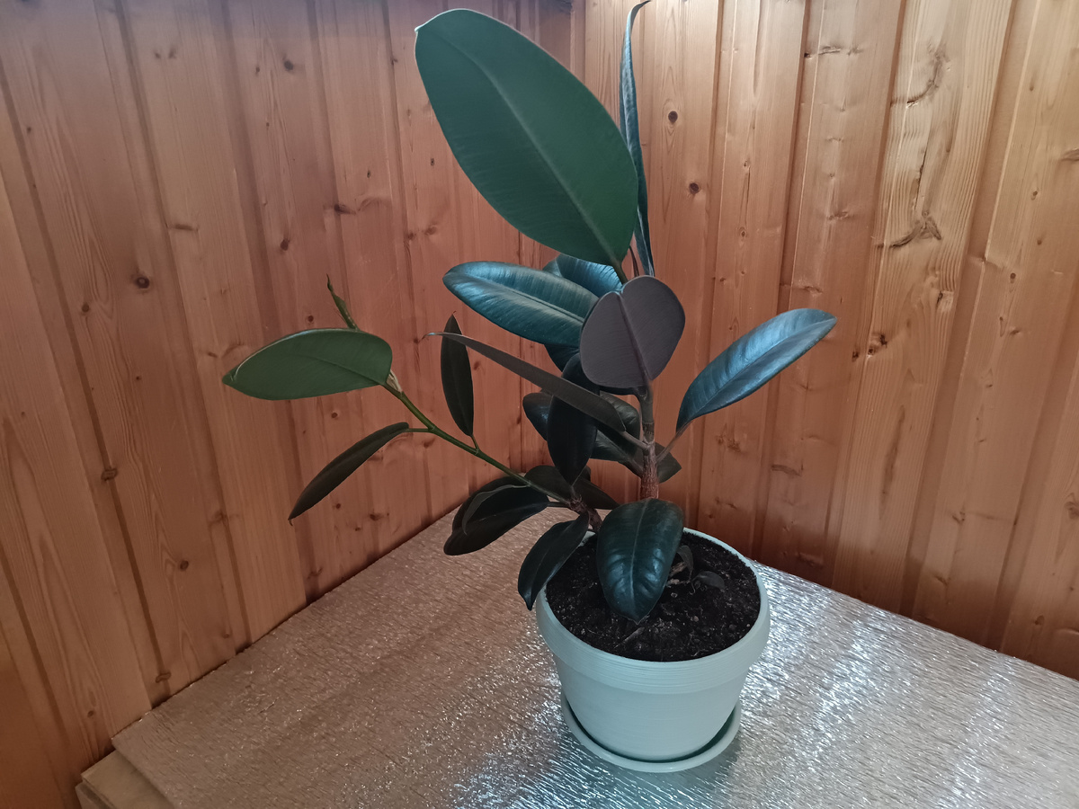 А это фикус Петя. Он же - наглая ушастая морда. Тоже приехал домой