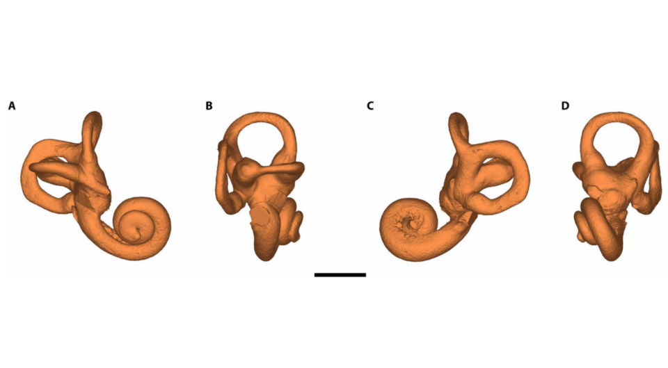   Mercedes Conde-Valverde et al. / Science Advances, 2024