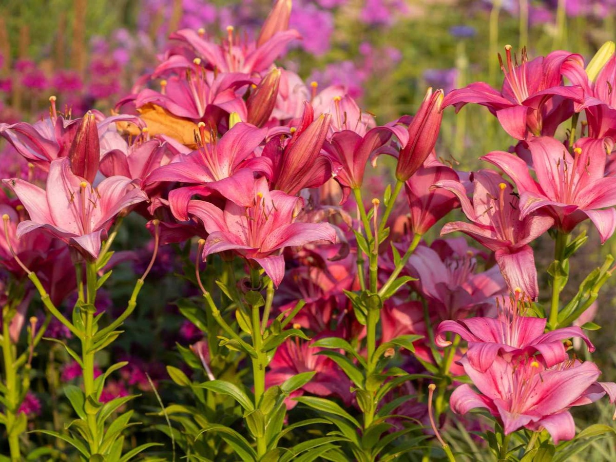 Фото: thespruce.com