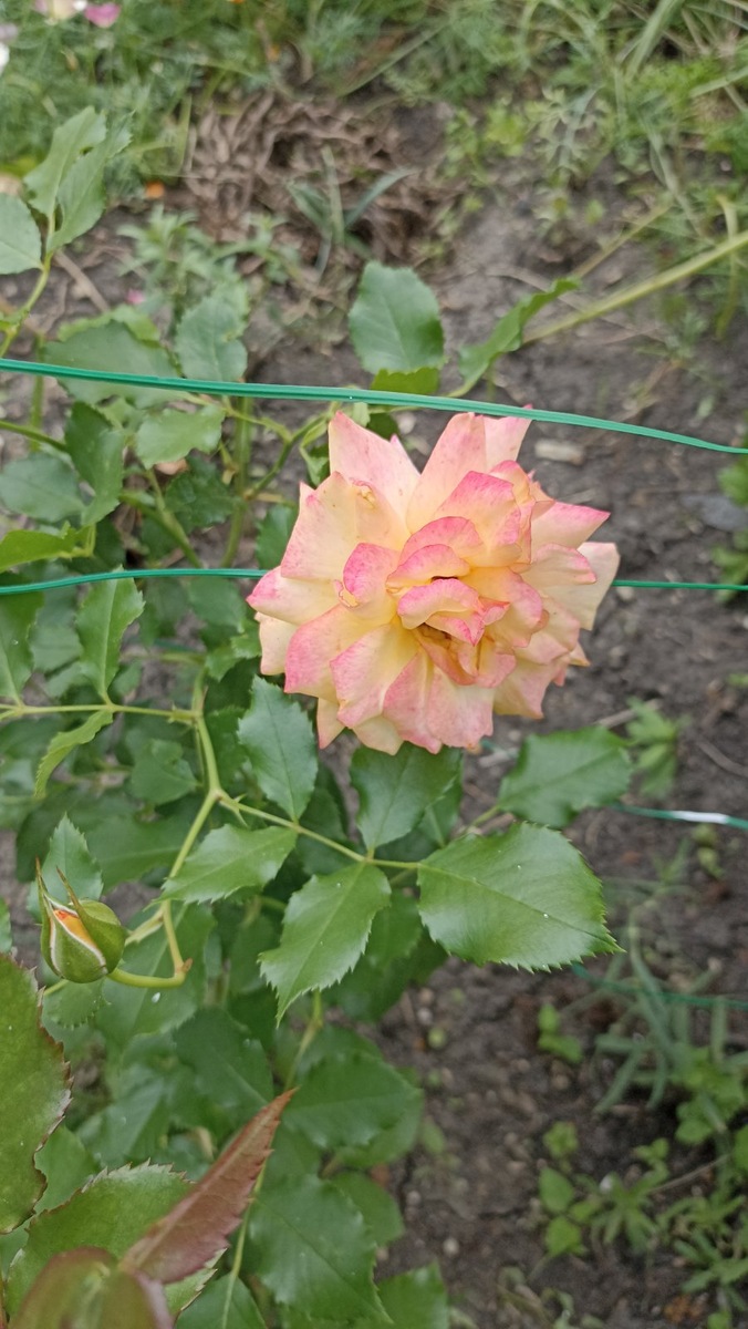 Роза цвет меняет 