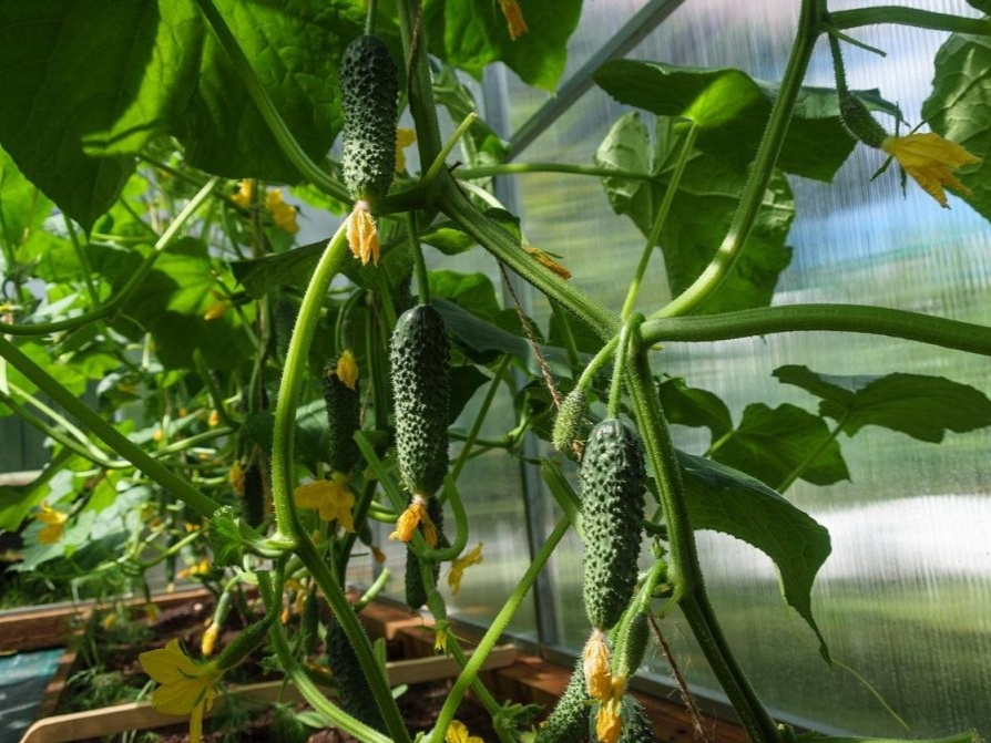 Фото: growingfamily.co.uk