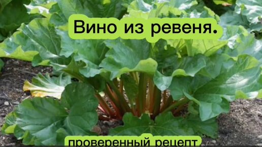 Вино из ревеня. Проверенный рецепт.