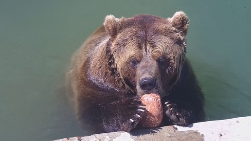 Медведю Мансуру упал в бассейн марсианский метеорит 😆😱🐻🪐🔭