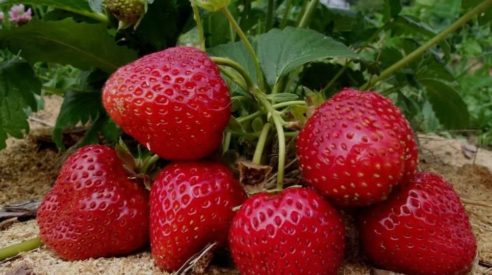 Важные и обязательные подкормки клубники во время цветения плодоношения