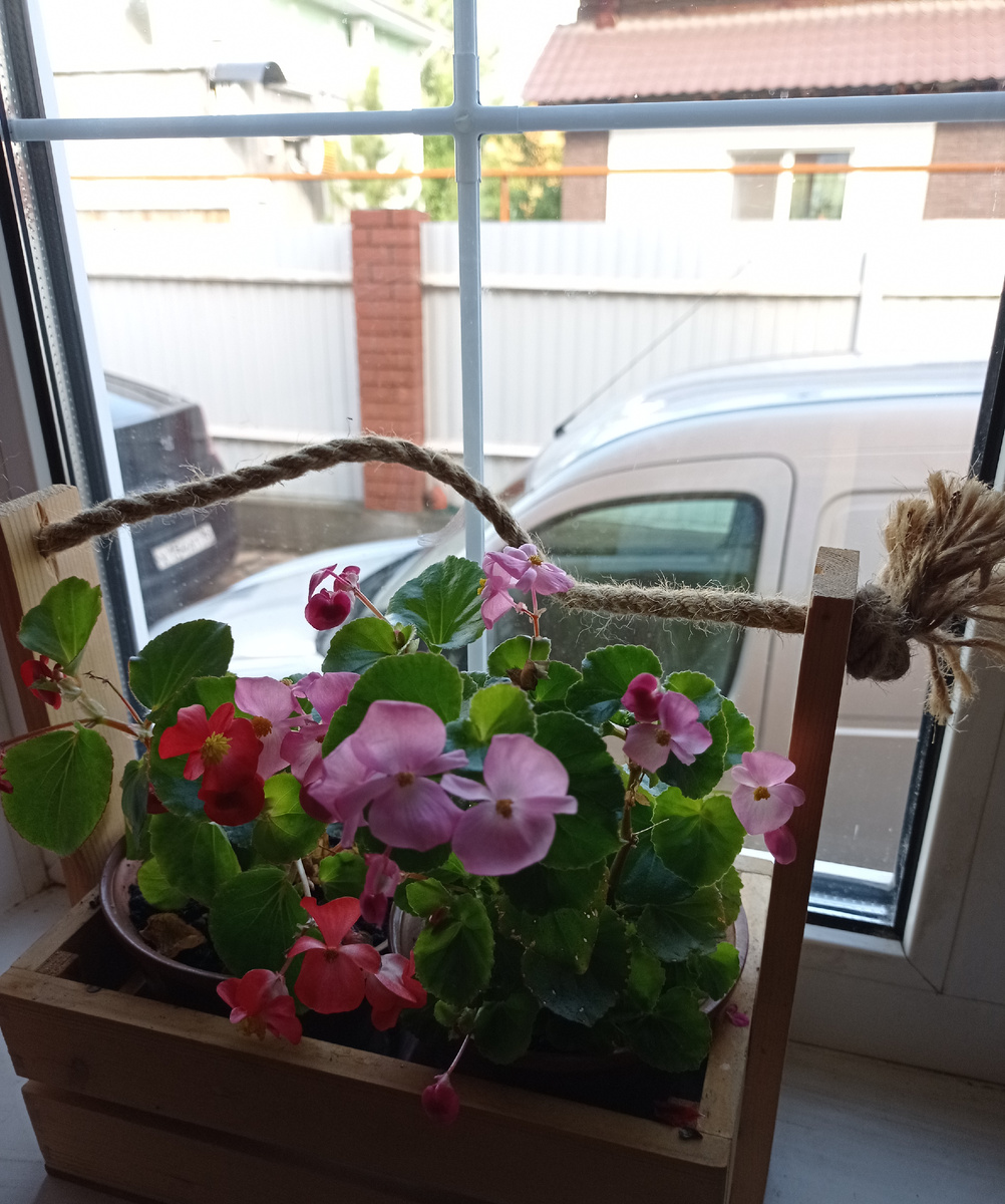 Моя бегония прошлогодняя с клумбы,не стала её высаживать,дома хорошо цветёт