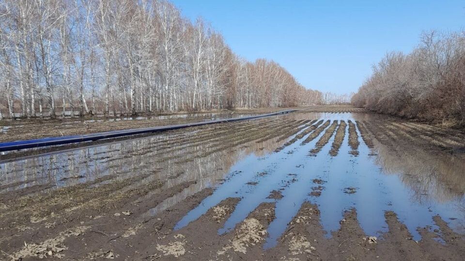    Клубника. Урожай. Источник: предоставлено хозяйством "Горизонт"