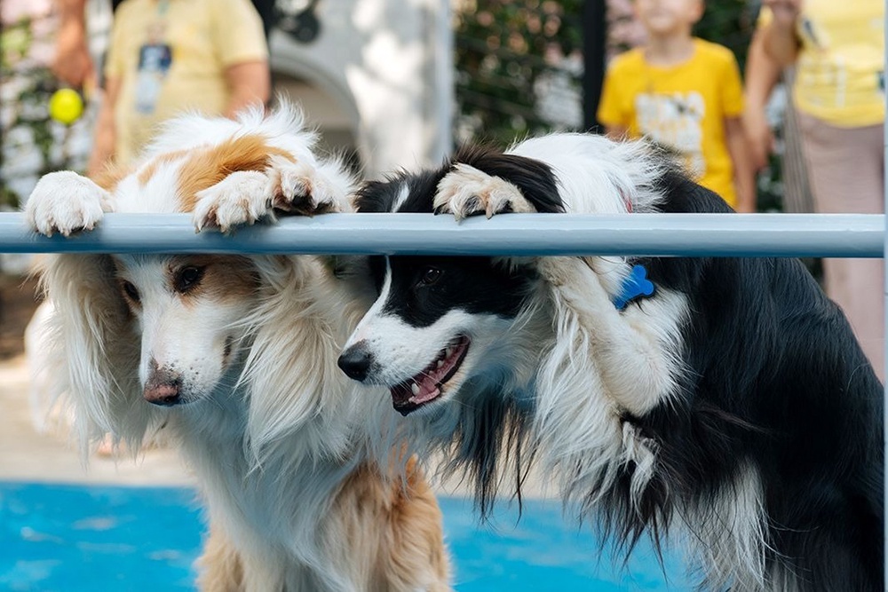    На новых собачьих площадках комфортно и животным, и их владельцам. / mos.ru