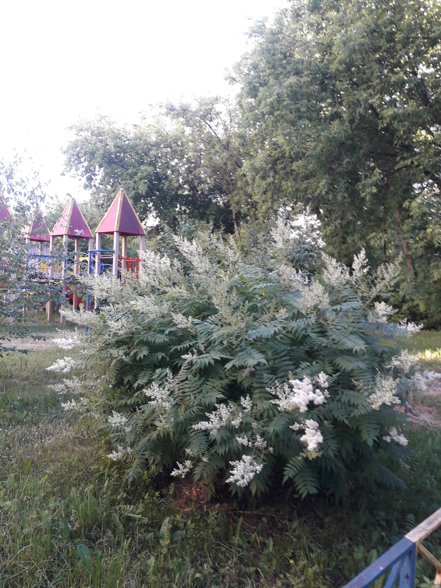 Фото 1. Рябинник рябинолистный. Релакс)) Ни о чём. Чтобы обложкой рыбина не высвечивалась. Не любит Женя рыбу почему-то
