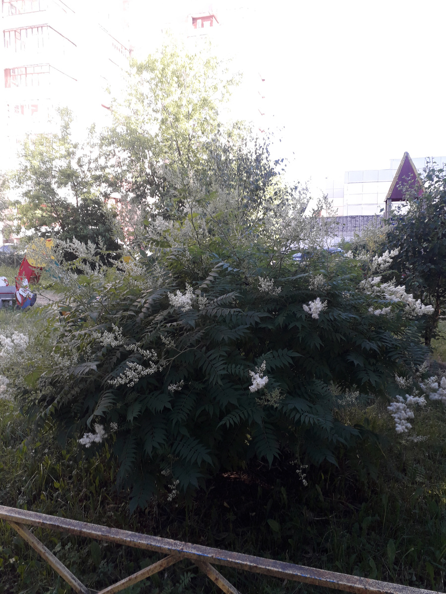 Фото 2. Рябинник рябинолистный. Листайте по стрелке (всего 5 фотографий)
