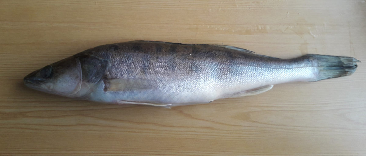 Фото 3. Вот он этот судачок-щука)) Без чешуи
