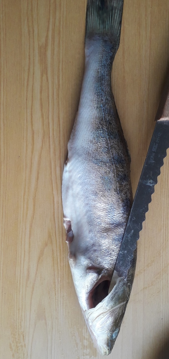 Фото 4. Без жабр; жабры вырезаю специальными ножницами для рыбы
