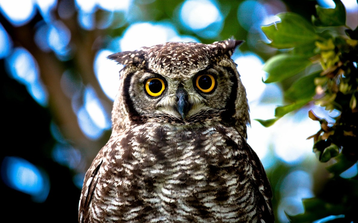 Просто лапочка. Филин