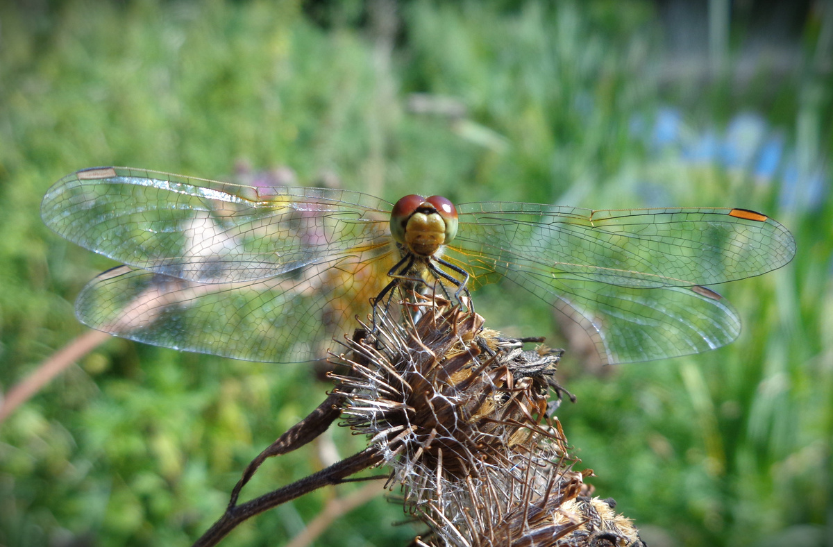 Летающий дракон (Dragonfly).