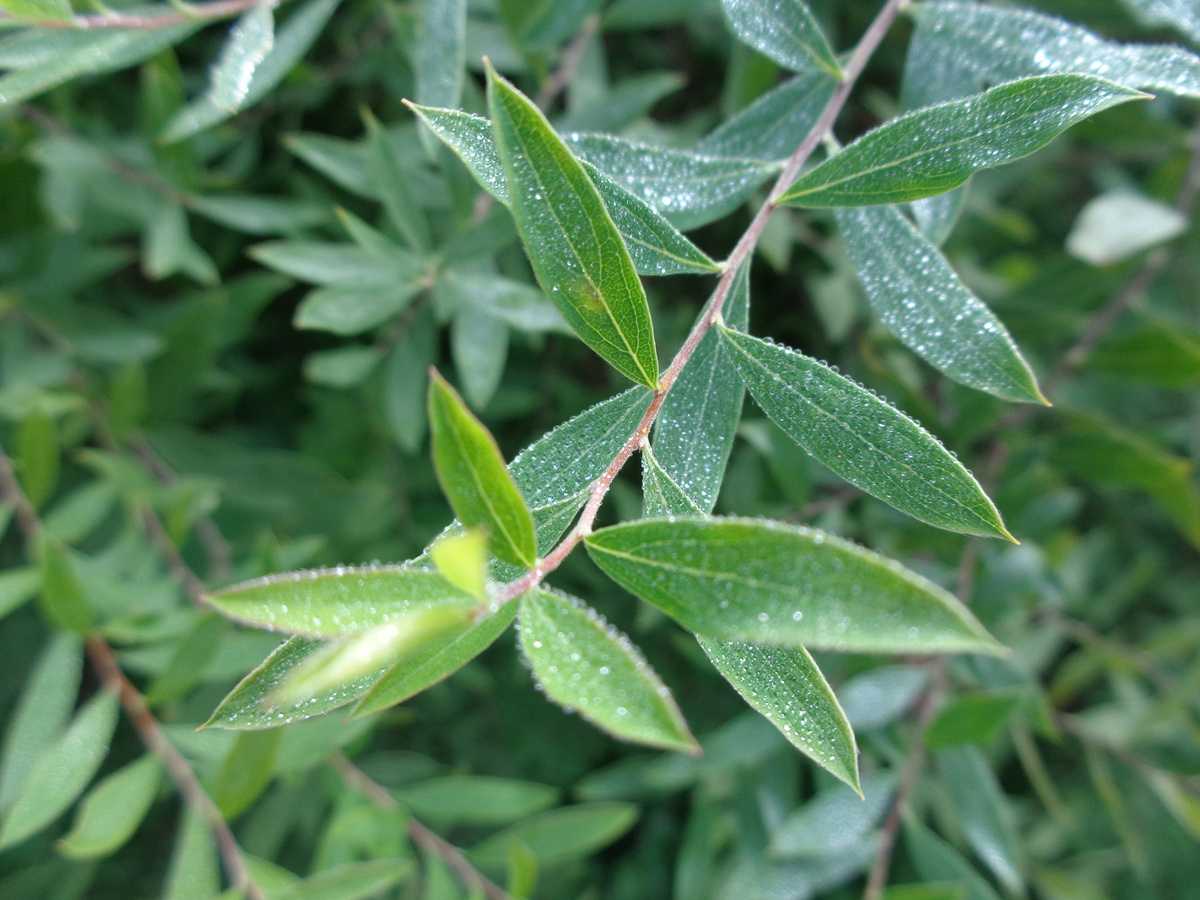 Слёзы о лете...