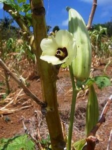 
Абельмош съедобный (лат. Abelmoschus esculentus)
